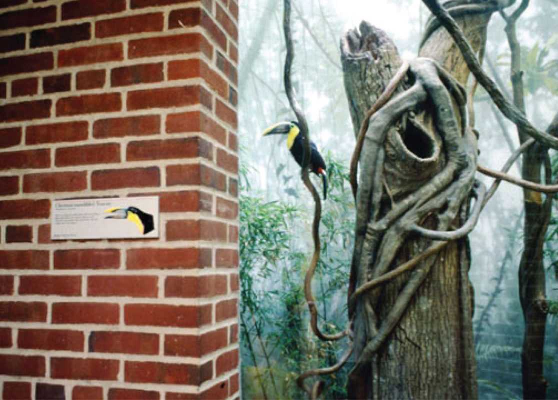 Toucan in exhibit large tropical trees with vines at Central Park Zoo Tropic Zone Toucan Sign Manhattan